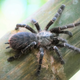The tarantula Taksinus bambus in its habitat.